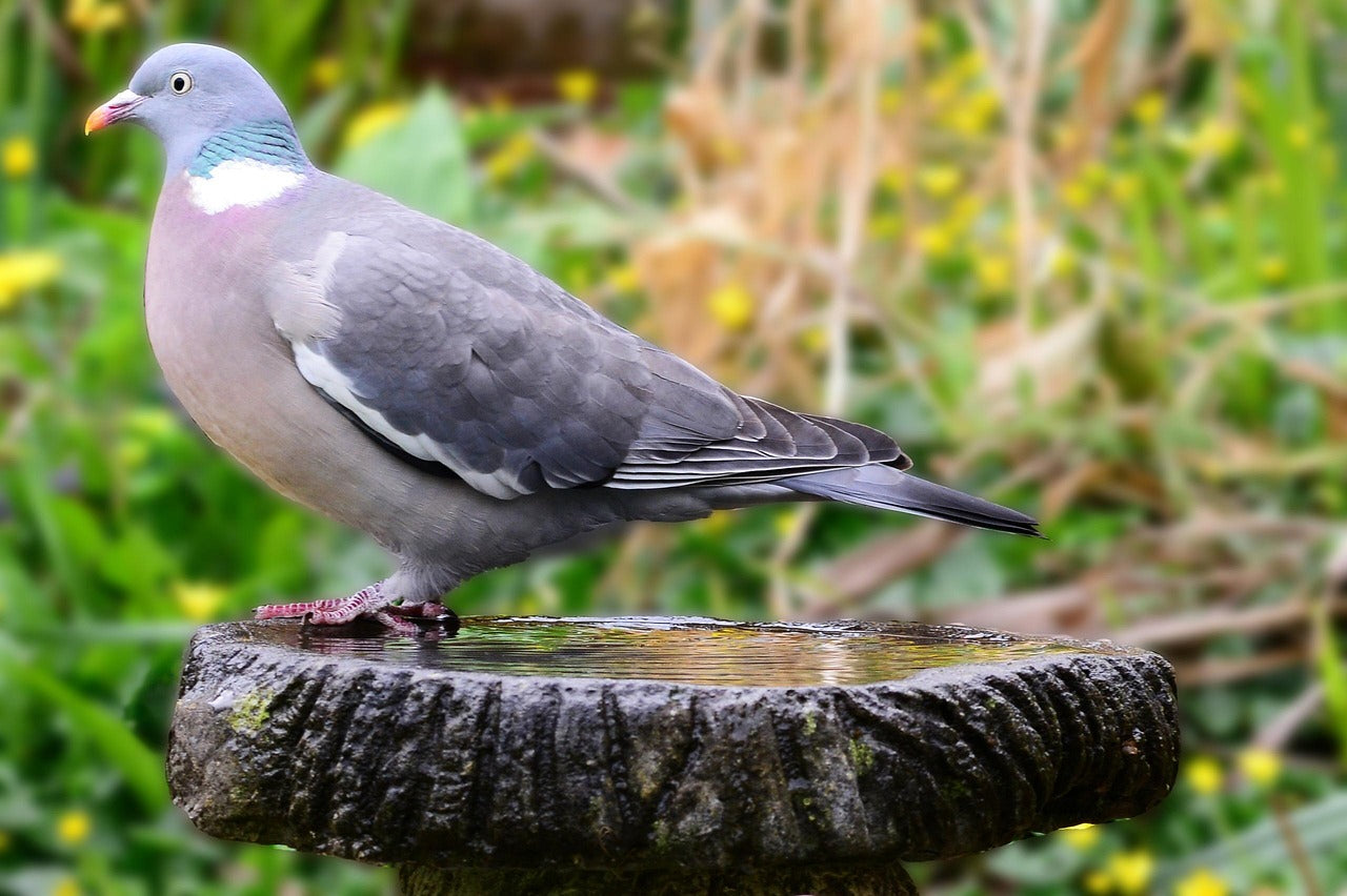 wood pigeon on bird bath