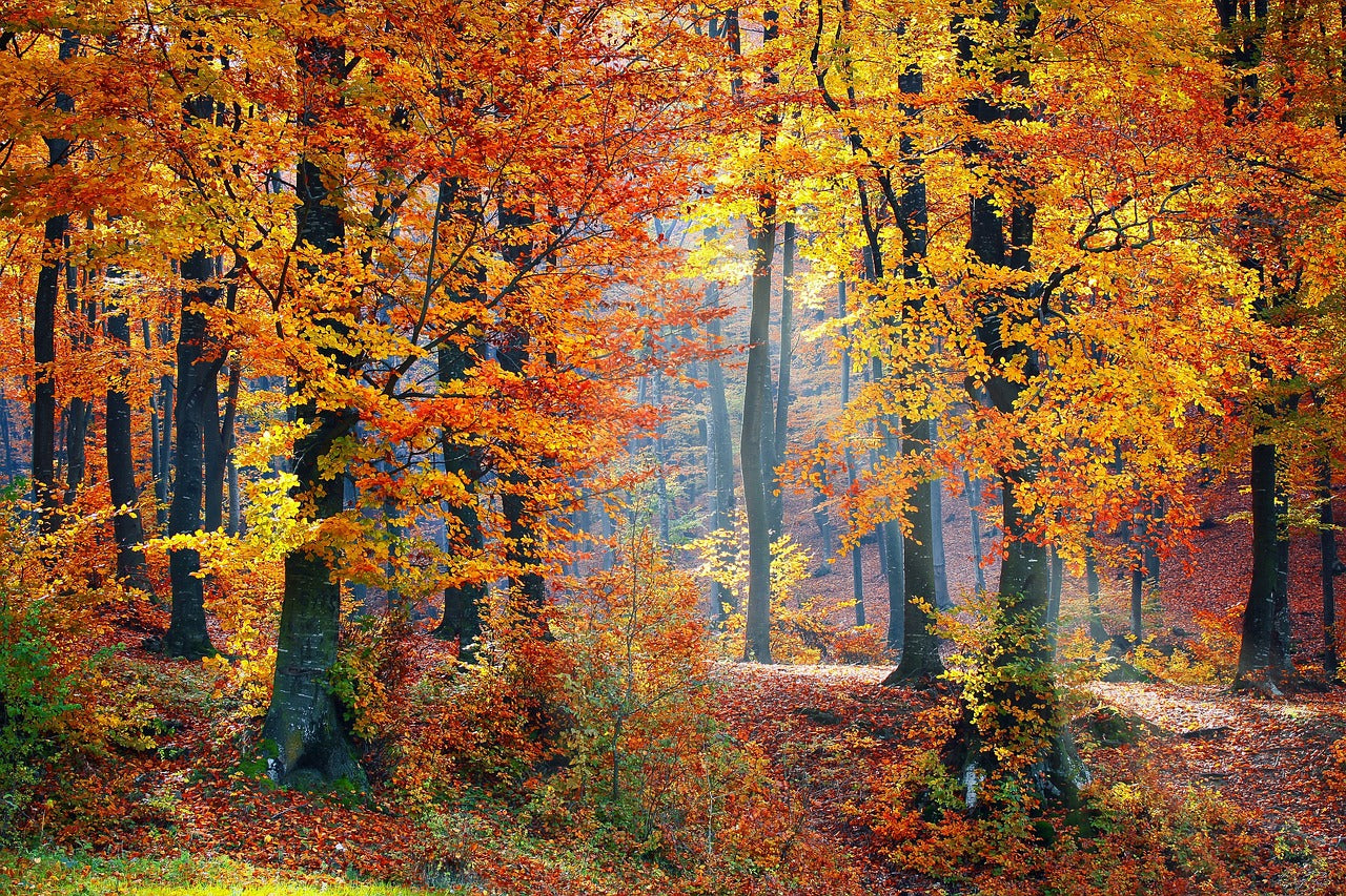 Woodland in Autumn 