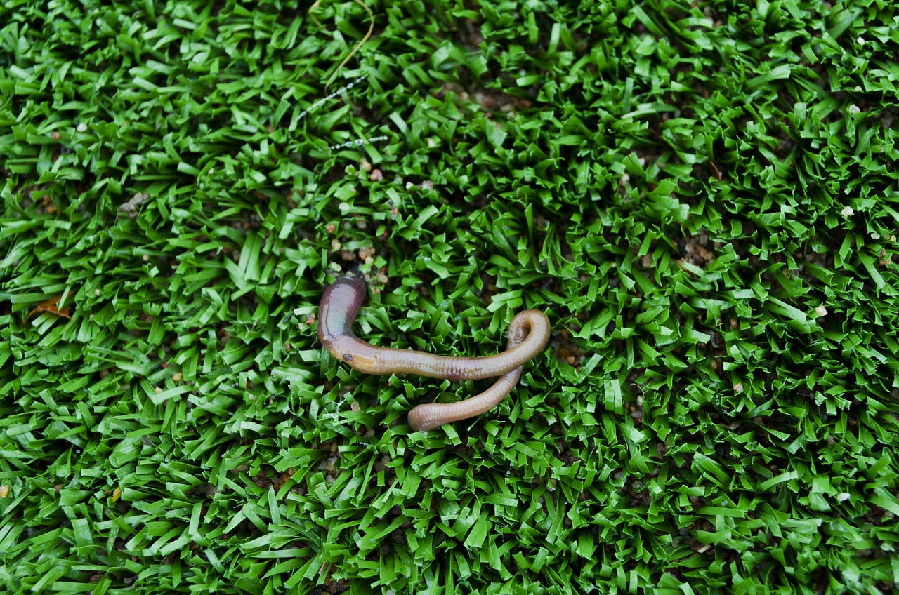 grass with worm on it