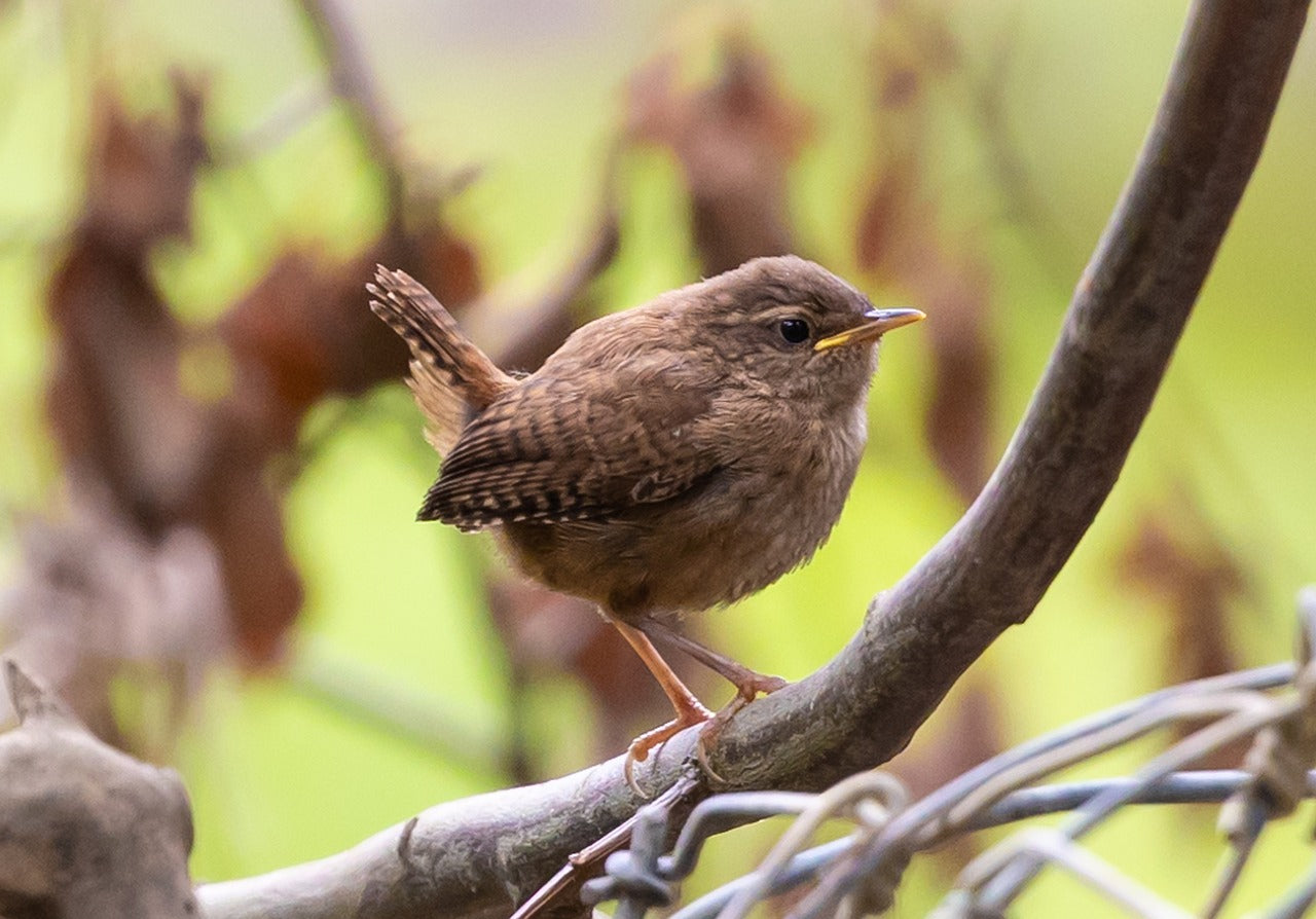 a wren sat on a branch