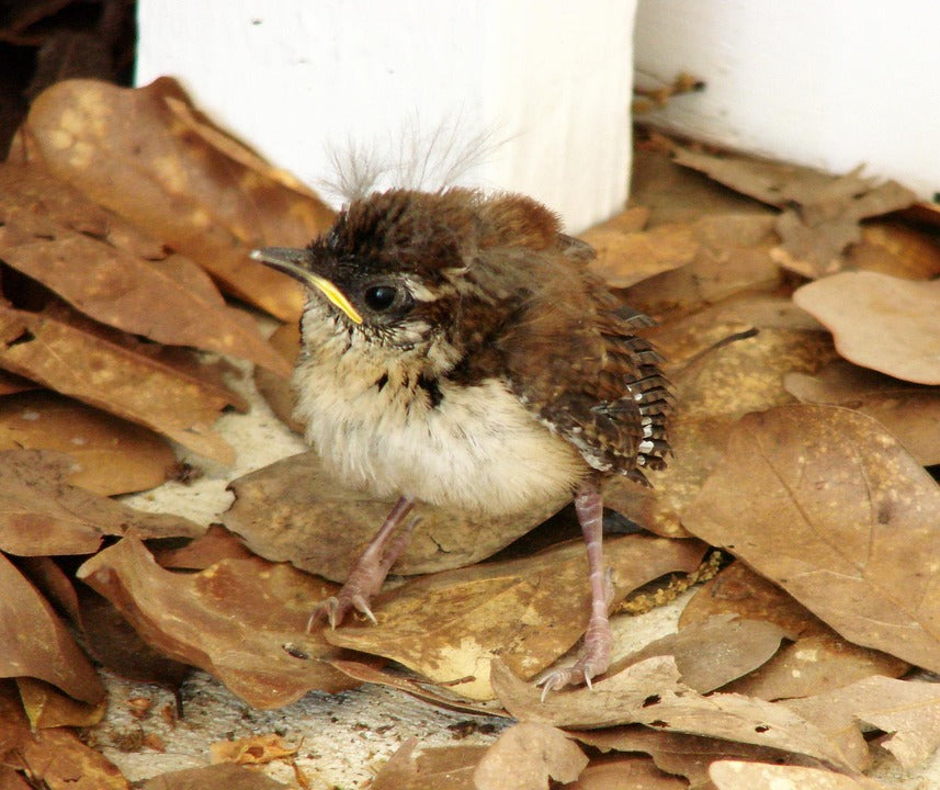 robin fledgling