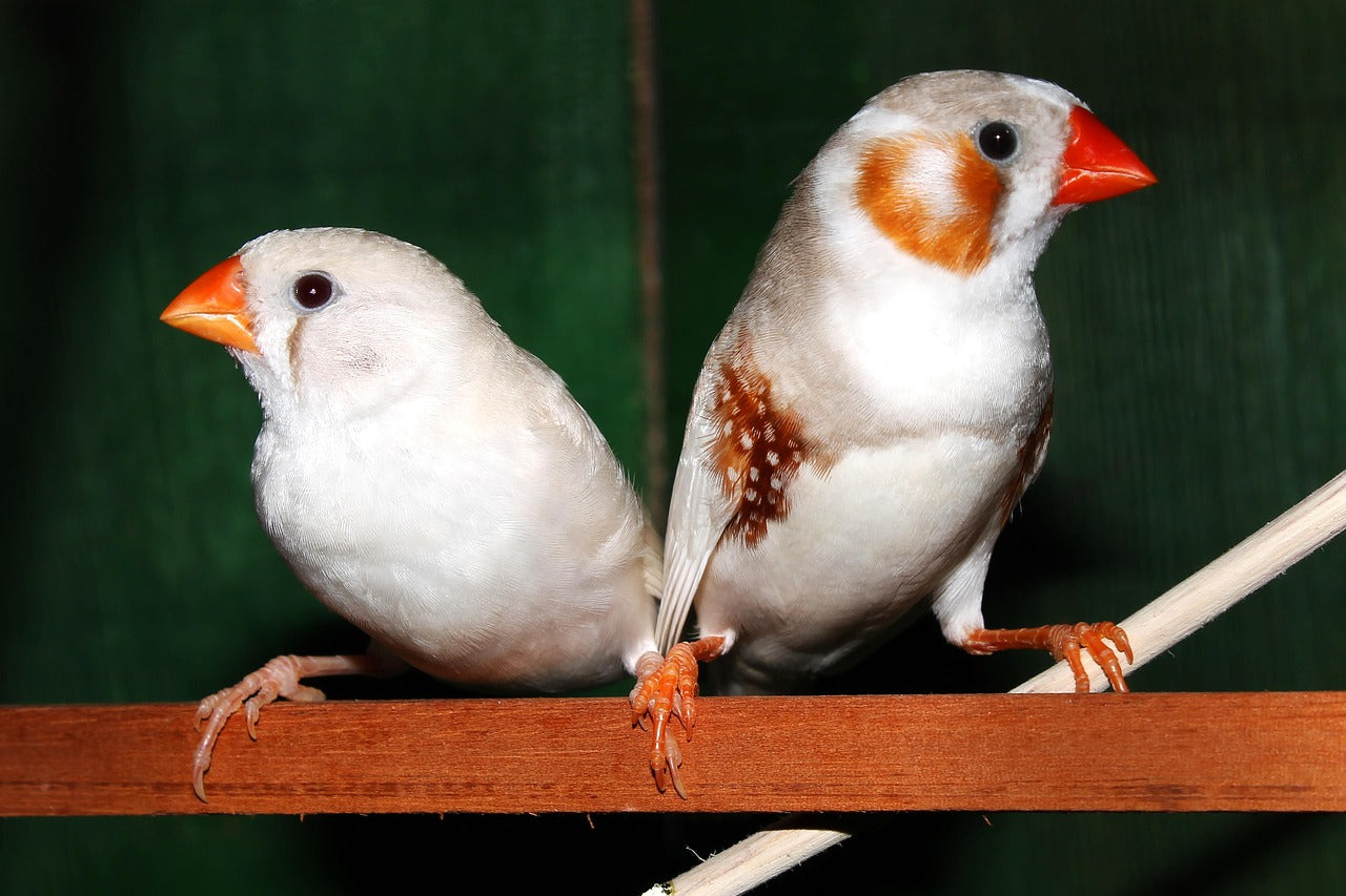 pair of zebra finches sat on a wooden branch