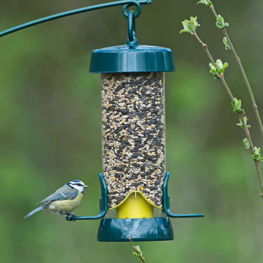 Blue Tit on bird seed feeder with generous capacity so fewer refill trips.
