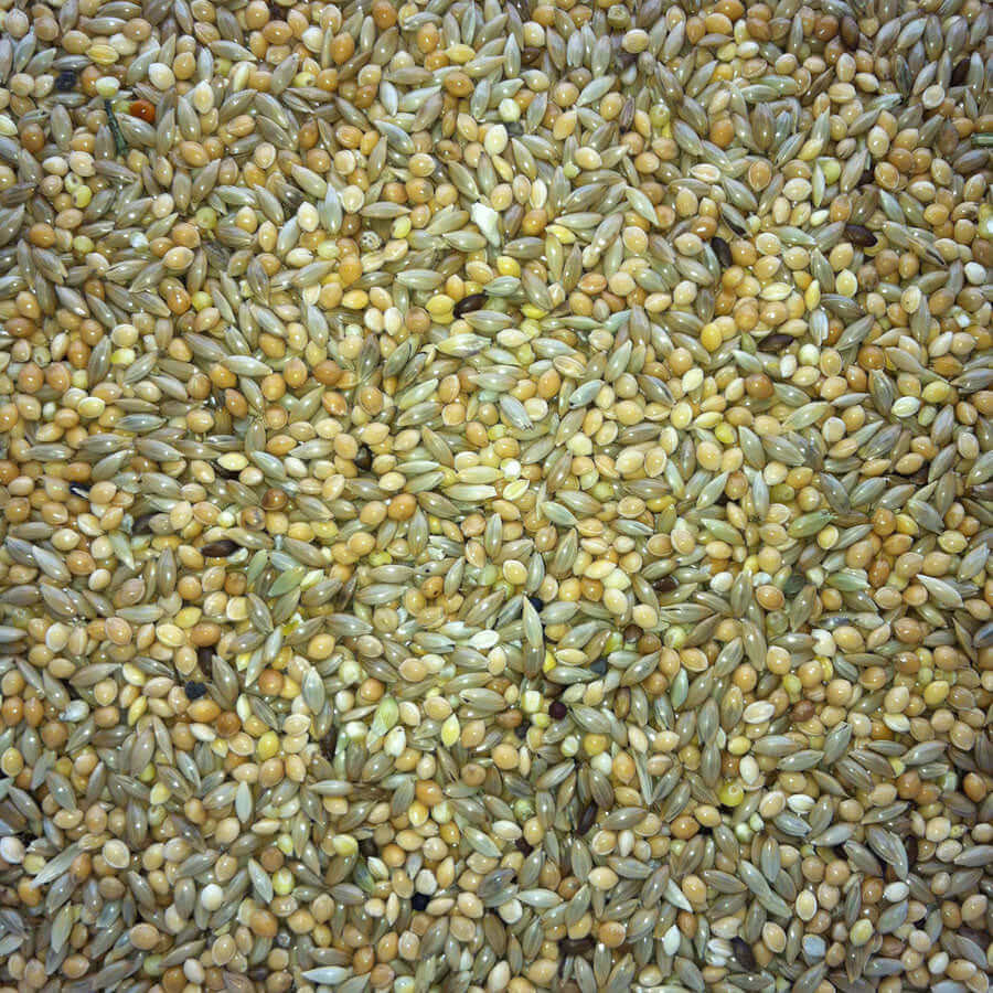 Haith's 50/50 Budgie Mix has equal quantities of super-clean canary seed and yellow millet.