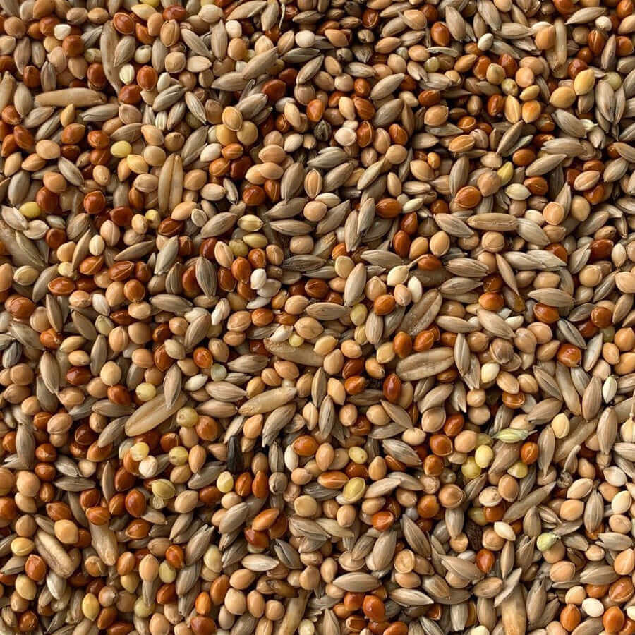 Bravo Budgie seed, popular with bird breeders contains plain canary and millet seed.