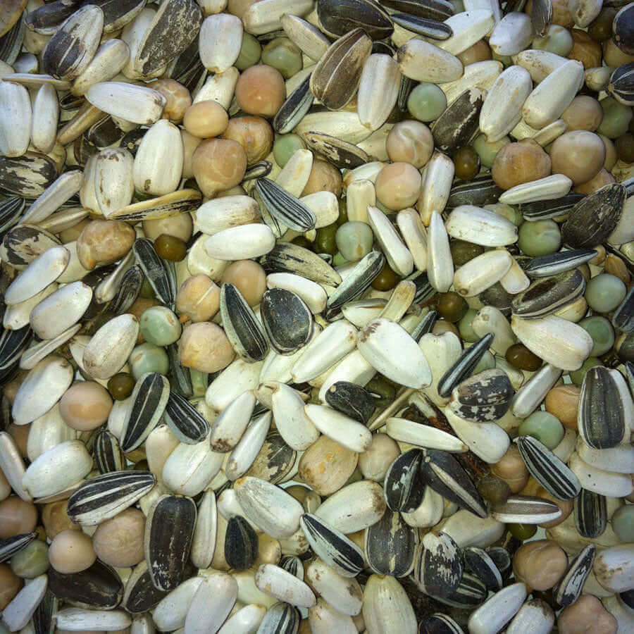 Parrot Nature Diet with soaked seeds is a special combination of Small Striped Sunflower, Mung Beans, Yellow, Green & Chick Peas, White Sunflower, Paddy rice & Safflower, designed for optimal nutrition during sprouting.
