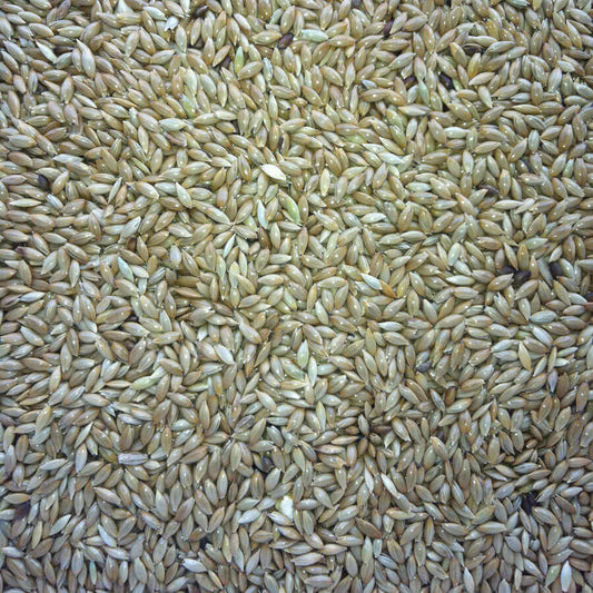 Plain Canary is Haith's plain Canary Seed of choice. It's superclean and super fine and represents high quality at an affordable price.