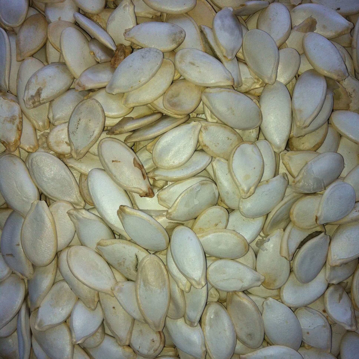 White Pumpkin Seeds for Parrots and Parrot-Like cage and aviary birds