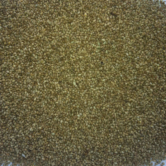 Japanese Millet- a small, popular seed amongst cage and domestic birds.  