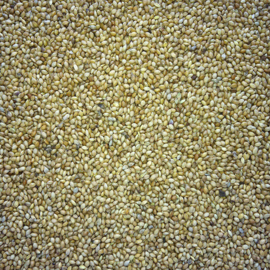 Tiny white-yellow seeds of Haith's Panicum Millet, for cage birds. 