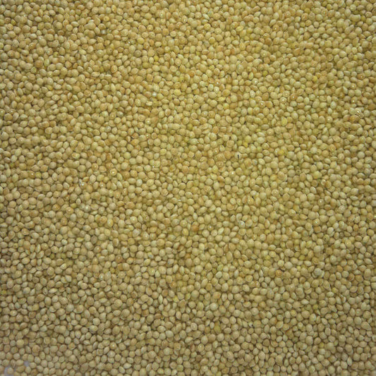 White Millet tends to be larger than any other of the Millet Seeds and is a valuable source of carbohydrate, especially attractive to the smaller members of the finch family.