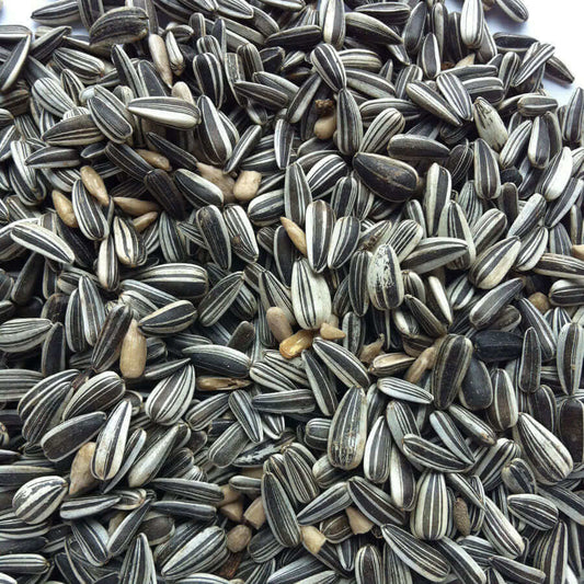 Small Striped Sunflower seeds are popular with Parrots, Parakeets and British Seed-Eaters.
