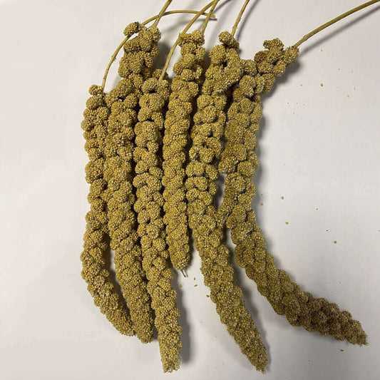 Fresh golden sprays with excellent germination results. Suitable for Budgies, Parakeets and Finches.