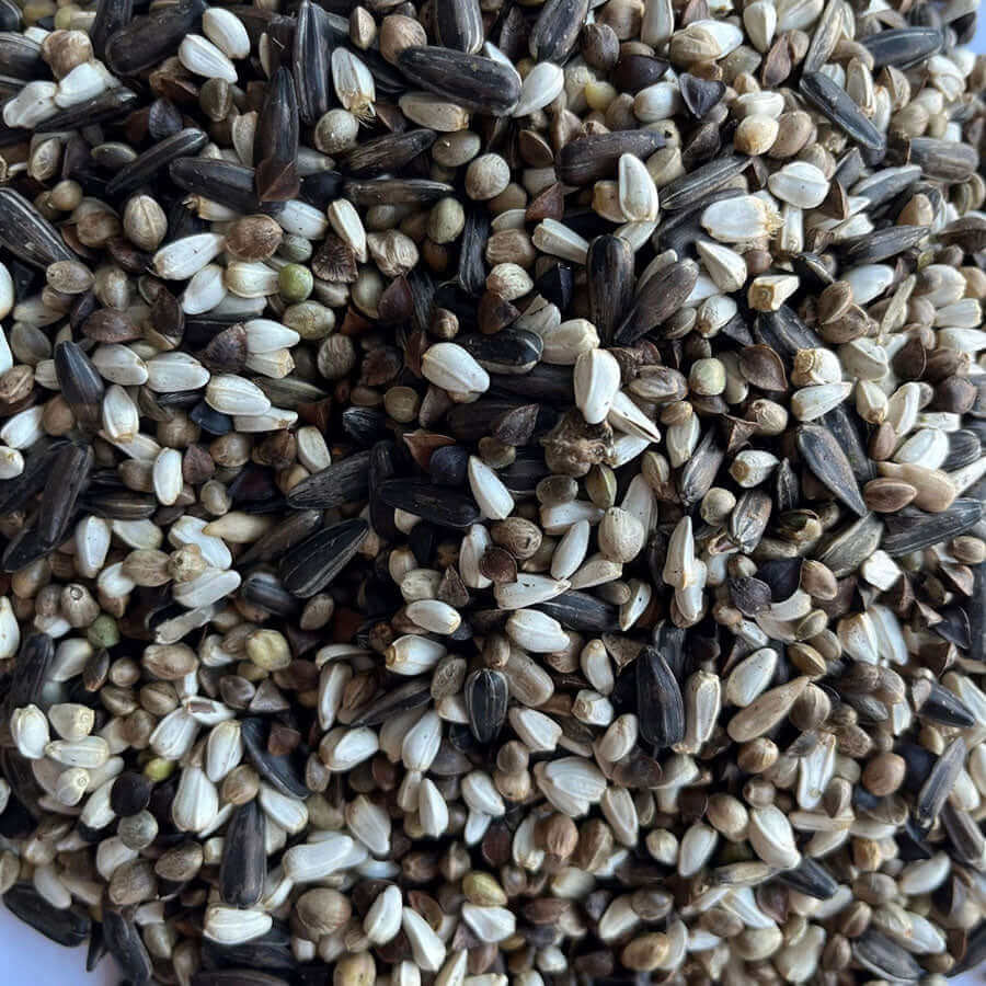 Crafted specifically for Greenfinches, this blend features a selection of small, high-oil seeds. The cleanliness of the mix is amazing that the seeds appear to glisten.