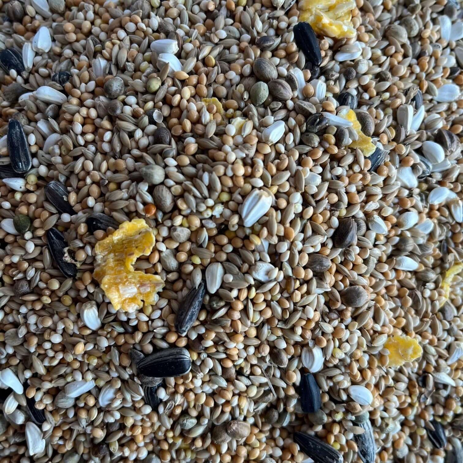 Haith's Lovebird Mix, a staple bird diet based on plain canary seeds, millets and small quantities of sunflower and hempseed.