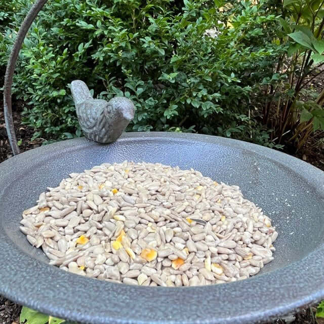 Metal spiked feeding dish suuitable for all types of sunflower, seed and also mealworms.
