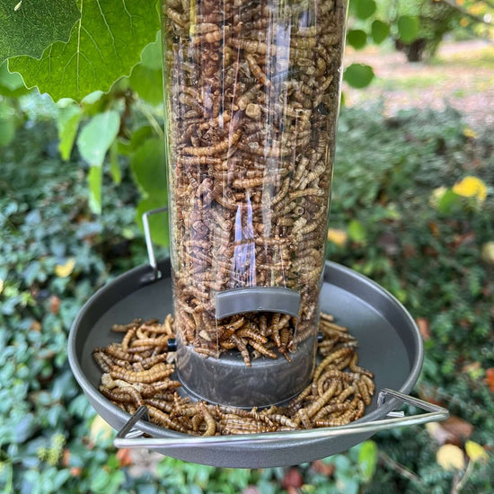 Mealworm bird feeder with Haith's dried mealworms