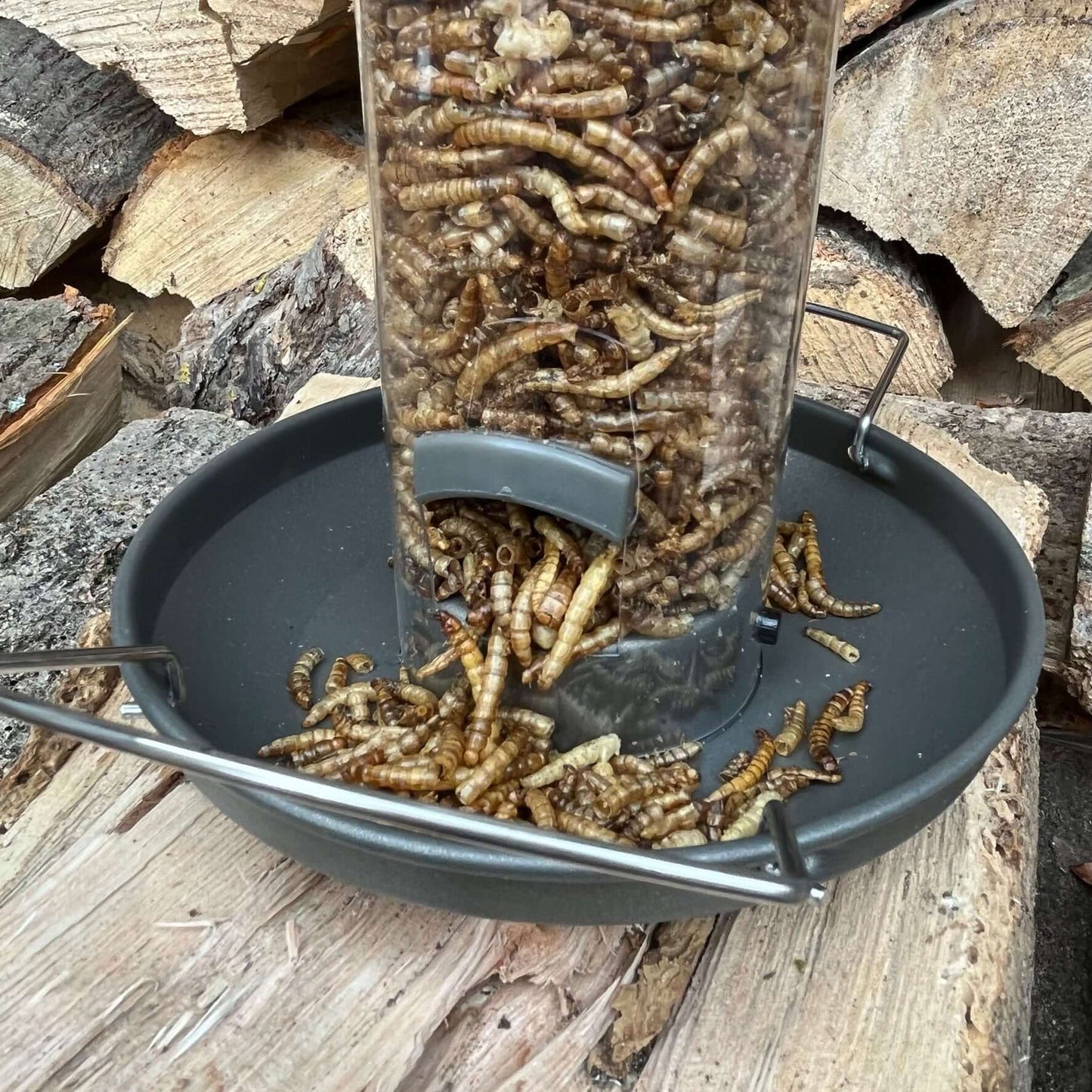 Robust metal tray, catching fallen dried mealworms. 
