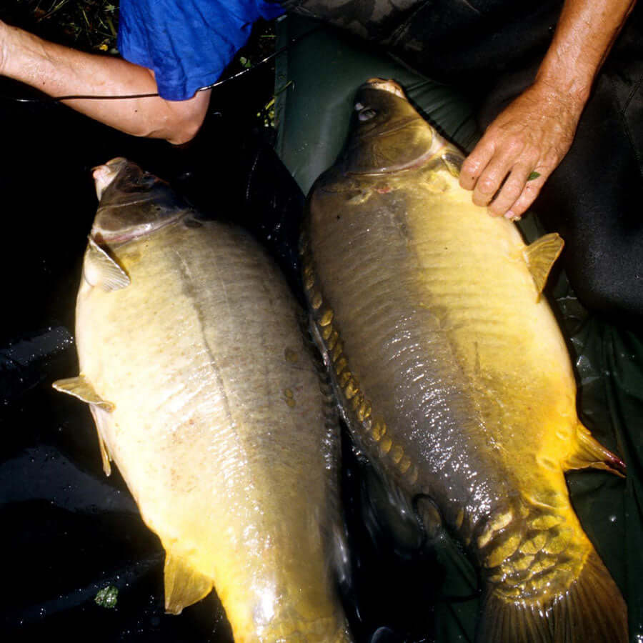 Ken Townley's carp caught using Red Factor™.