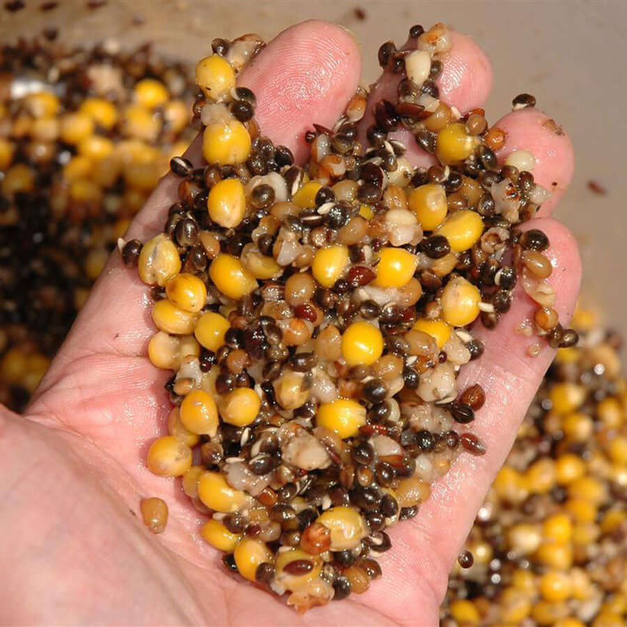 Bird food baits containing maize that has been soaked. Available in bulk weights up to 20 kilo.   