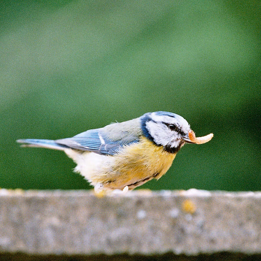 A blue tit enjoying a live mealworm, available in weights up to 1kg bags, from Haith's.