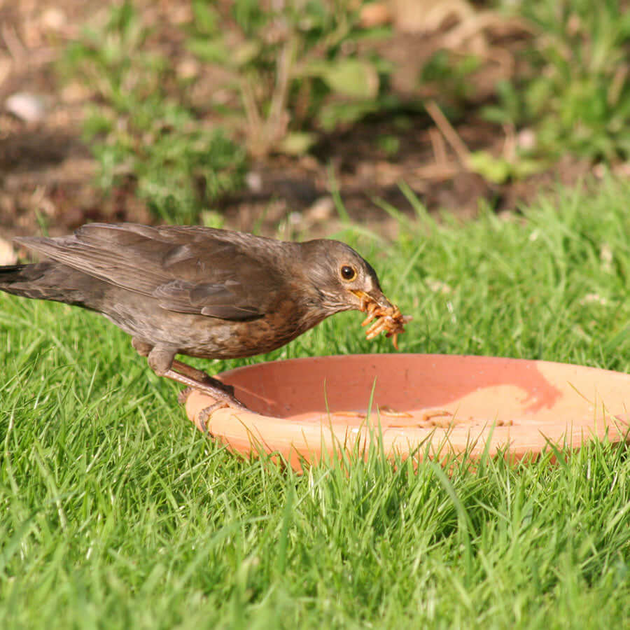 A ground-feeding bird, enjoying live mealworms. 