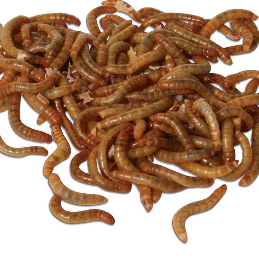 Juicy Live Mini Mealworms, especially suitable for nestlings and fledglings.