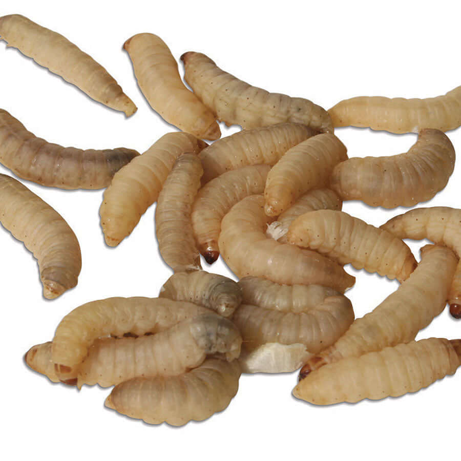 Waxworms can provide a very important source of nutritious food.