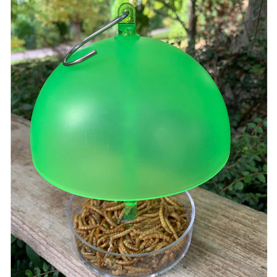 Green small bird feeder with adjustable domed roof for mealworms, suet pellets and seed.