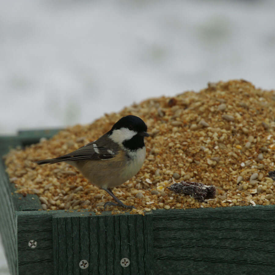 Golden garden bird soft food for feeding on the ground to attract robins and wrens