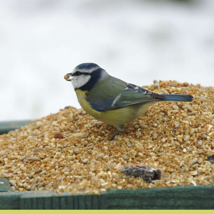 Blue Tit eating Haith's soft food suitable for robins, wrens and thrushes available in bulk weights.