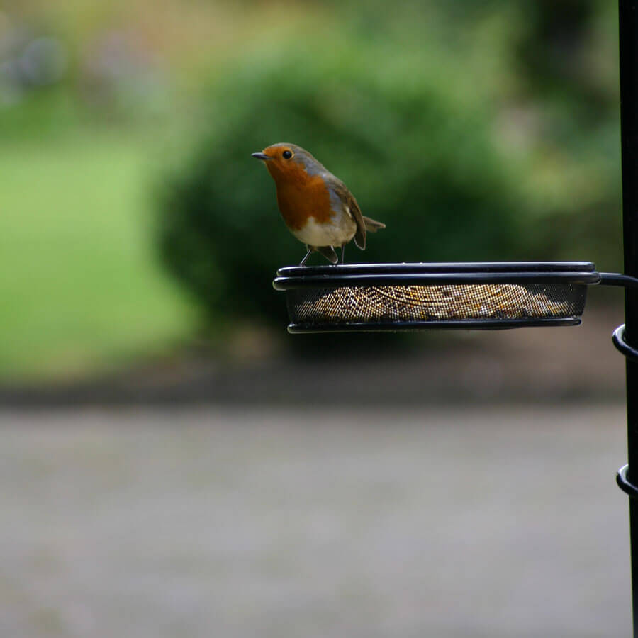 Robin sat on mesh feeder containing Haith's soft food available in bulk weights up to 20 kg.
