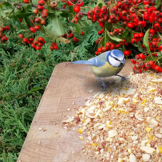 This soft bird food can be fed from the ground, a bird table or a softfood feeder