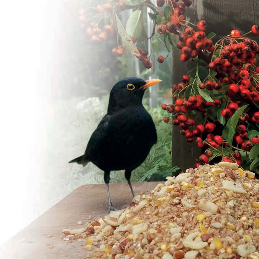 Will be loved by ground feeding wild birds like Blackbirds & Robins