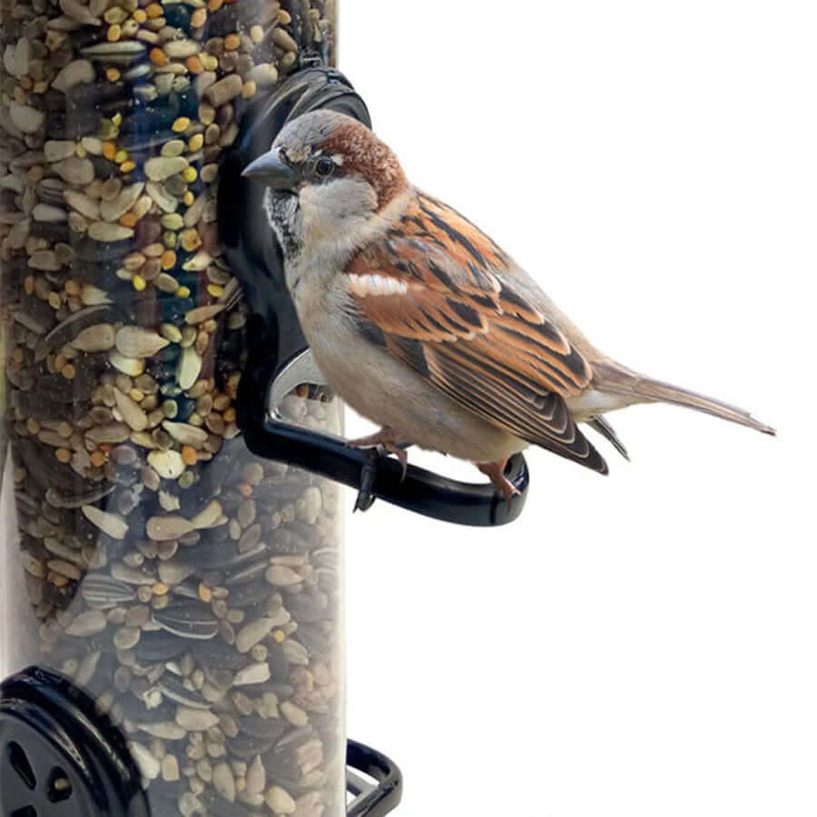 Sparrow on seed feeder eating Haith's Feeder Seed available in bulk weights
