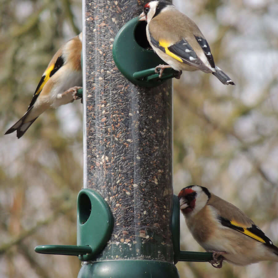 Three Goldfinches on plastic bird feeder eating seed mix from Haith's available in bulk weights up to 20 kg