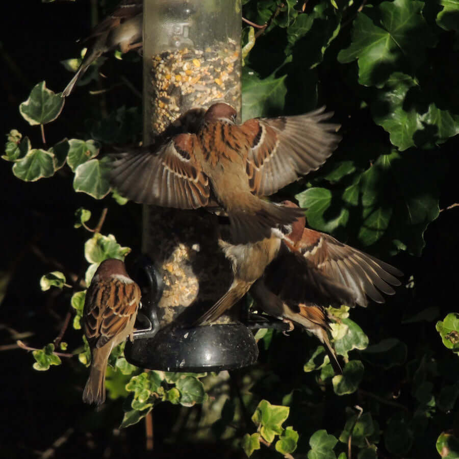 Sparrows on metal garden bird feeder containing bird seed mix from Haith's containing sunflower and dried mealworms