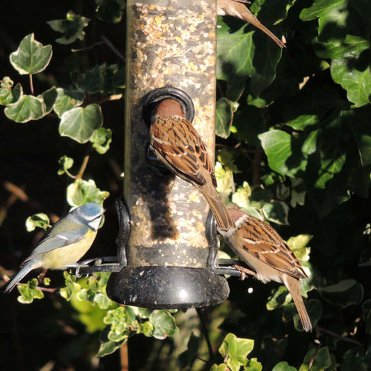 Sparrow and Blue Tit on metal bird feeder full of seed available in weights of up to 20 kg