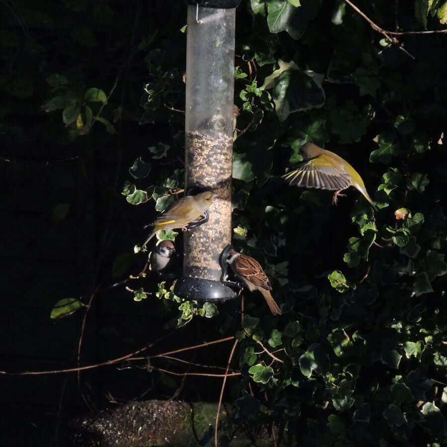 Sparrows and greenfinches flocking to a metal garden bird seed feeder 