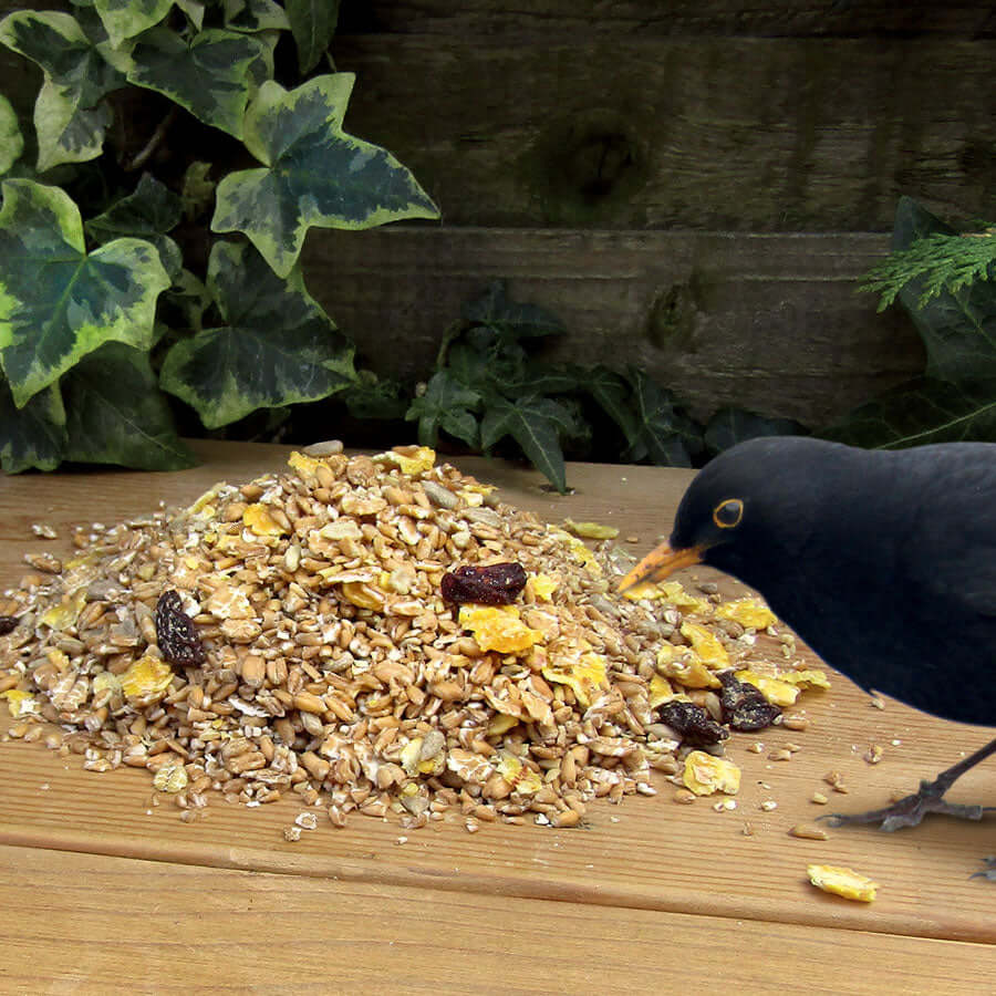Blackbird in garden eating superclean food containing raisins and maize