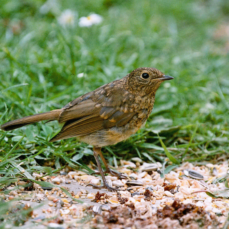 Specially designed for ground-feeding birds like Blackbirds, Robins, Wrens and thrushes and available in weights of up to 20 kg