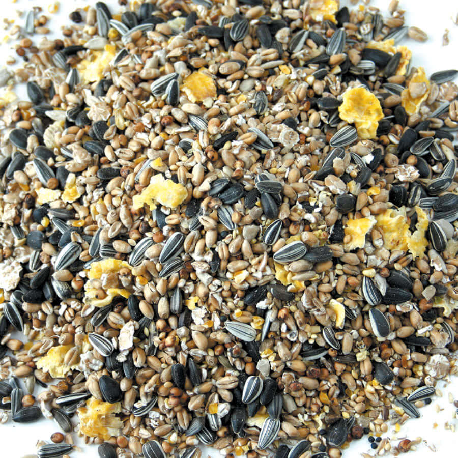Food for garden birds containing black sunflower and maize suitable for feeding from bird table or bird food feeder