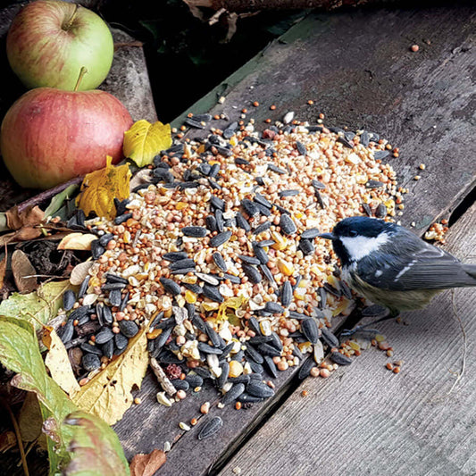 Bird in garden eating seasonal mix containing black sunflower and millet available in bulk weights