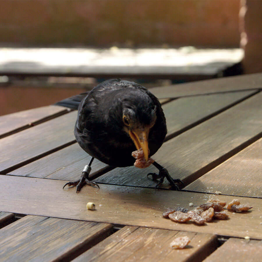 A black bird enjoying raisins, available in bulk at Haith's.