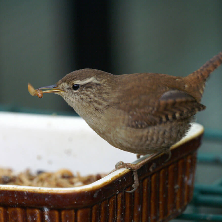 A wren enjoying dried mealworms. 