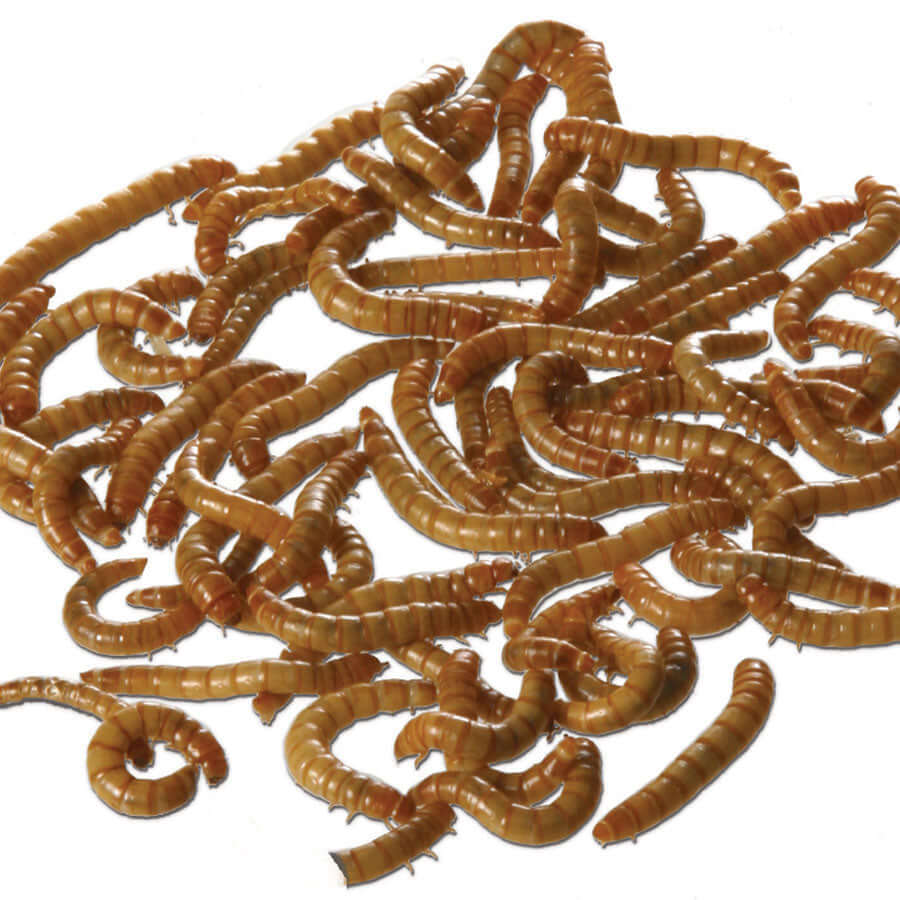 Glossy dried mealworms, sold at Haith's. 