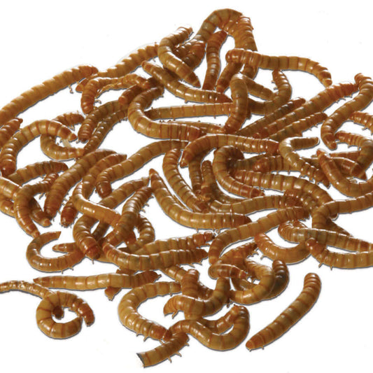 Dried Mealworms are an ideal source of protein.