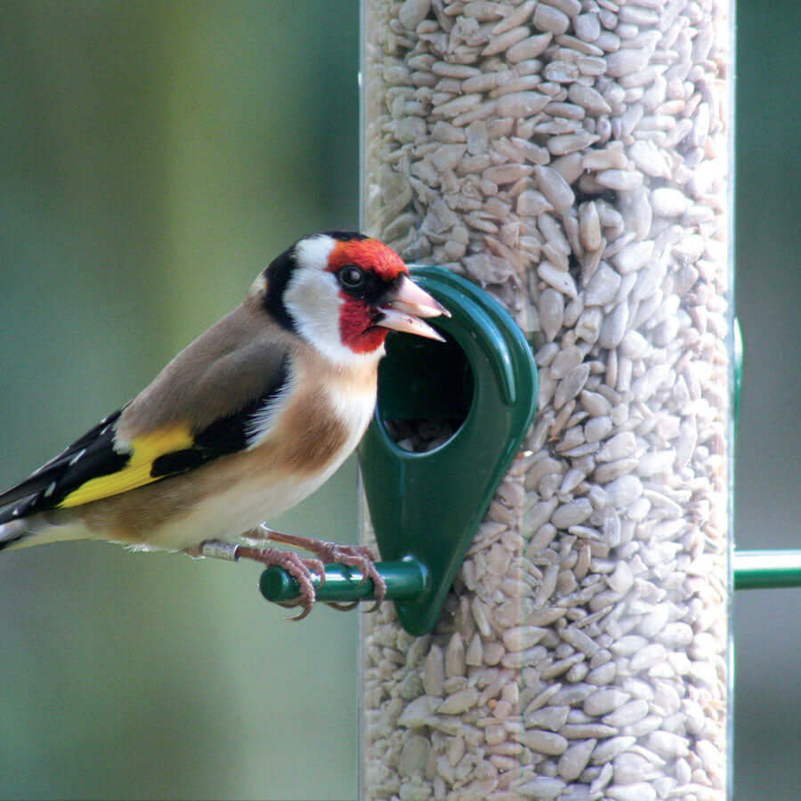 Goldfinch sat on bird feeder eating Sunflower Hearts available from Haith's