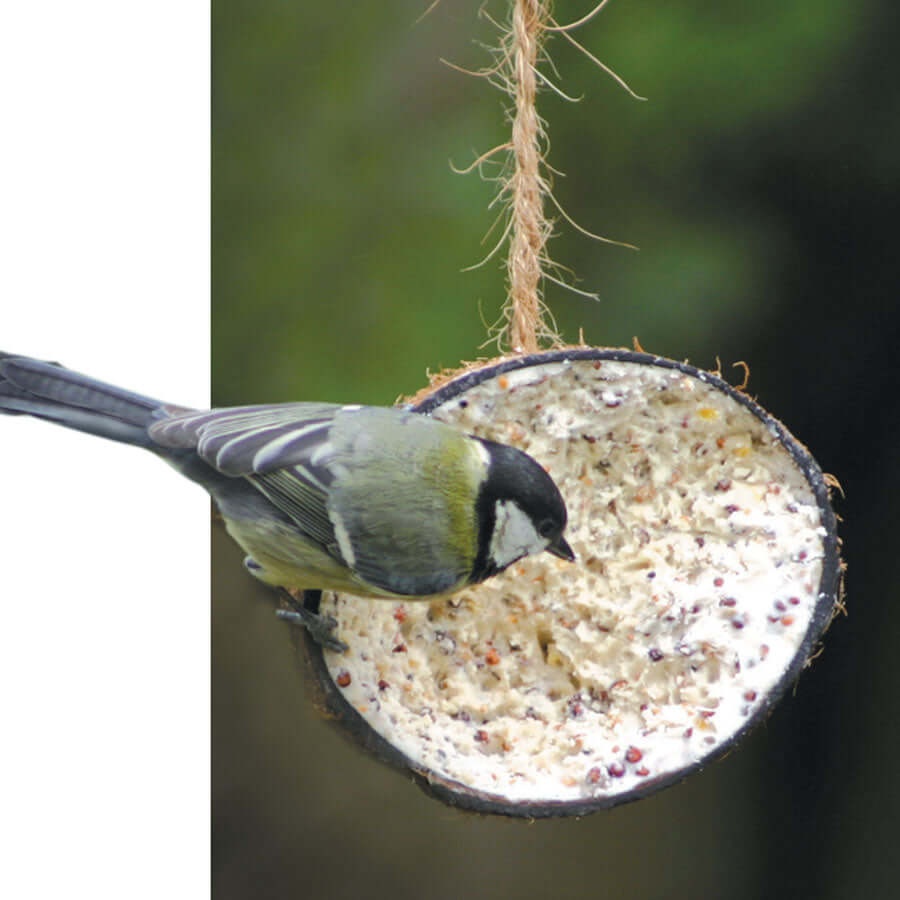 Half coconut shell filled with suet and seed. Just unwrap and hang.