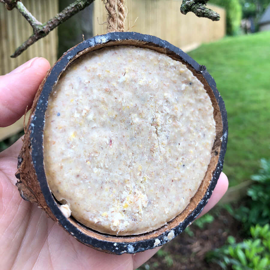 A half coconut shell filled with seed-rich suet is ready to hang in your garden.